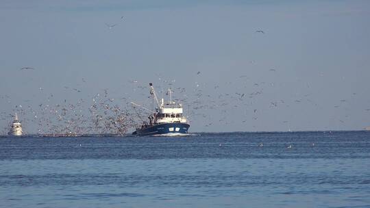一艘现代渔船进港并有数百只海鸥在追赶