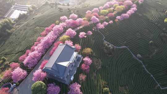 4K航拍福建龙岩台品樱花茶园