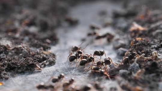 蚂蚁微距
