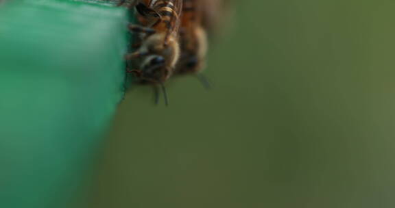 蜜蜂微距拍摄