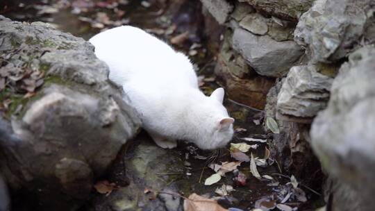 白猫流浪猫在水渠边喝水