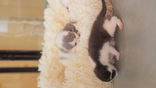 一群刚出生的小猫在窝里玩耍