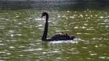 湖面上的黑天鹅高清在线视频素材下载