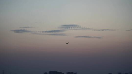 傍晚天空飞鸟一只鸟飞过翱翔白鹭海鸥海鸟