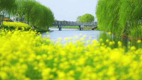 乡村油菜花