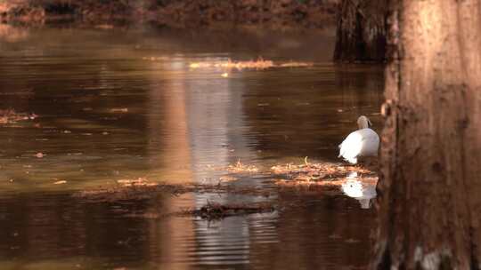 4K生态栖息地白鹿沼泽地觅食实拍视频