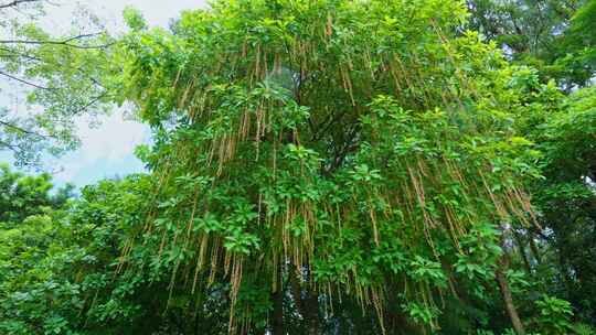 玉蕊 红花玉蕊 水茄苳