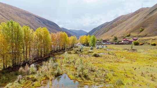 航拍四川川西新都桥鱼子西秋景彩林秋天