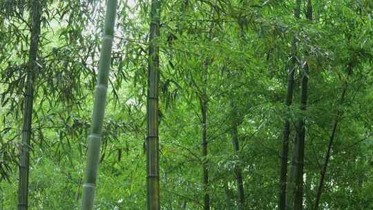 下雨天竹林景观特写，竹节挺拔竹叶繁茂