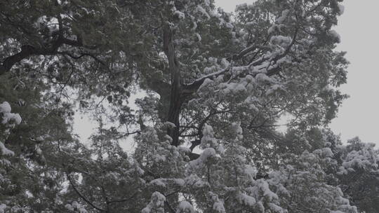 北京雪景 北京下雪