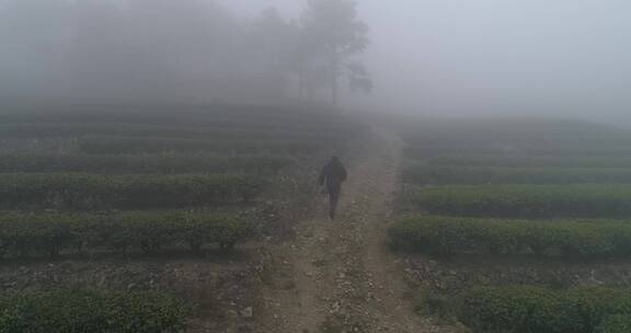 茶园 茶叶 茶 茶山 茶文化