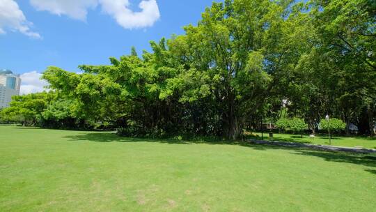 夏天蓝天白云阳光草坪草地绿地树林森林公园