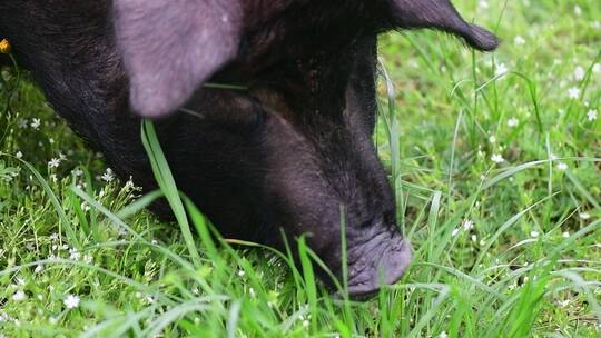 贵州赫章可乐黑猪在草在户外进食休息视频素材模板下载