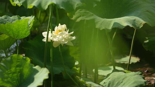 夏日里的一朵白莲花