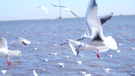 海面上海鸥飞翔实拍素材