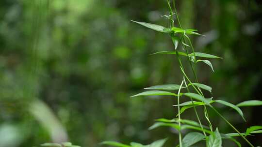 树林中的藤曼绿植实拍