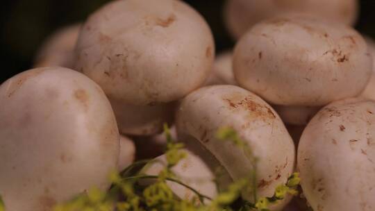 食材口蘑蘑菇