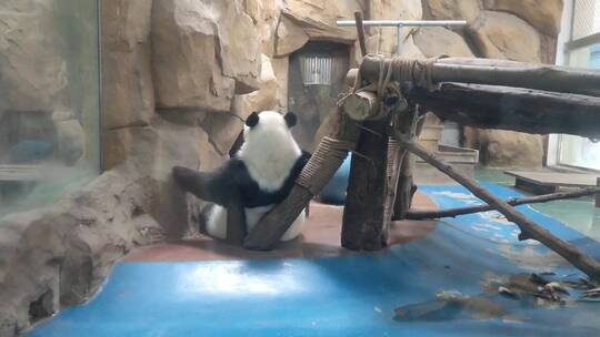 吃东西的熊猫