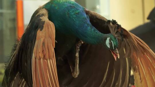 蓝孔雀绿孔雀标本模型视频素材模板下载