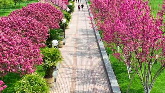 航拍宜昌夷陵广场鲜花步道