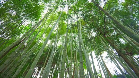 美丽的生态竹海竹林竹子参天竹林