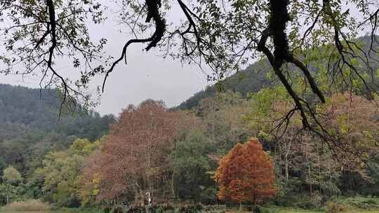 油画般的湖畔风景