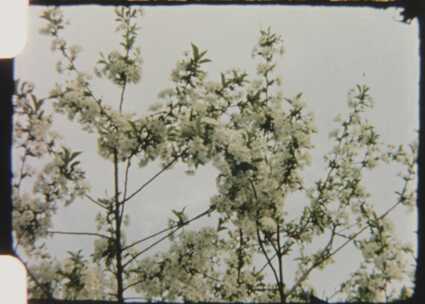 划痕，樱桃树，花朵，旧膜