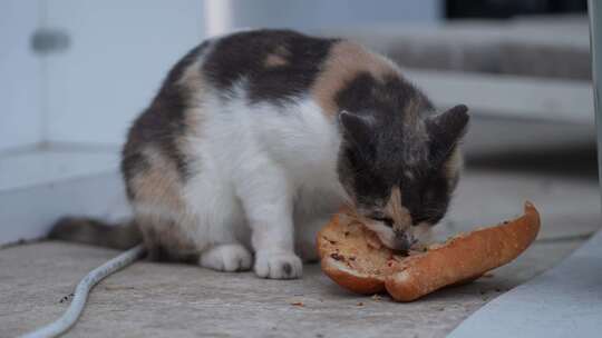 街头猫食