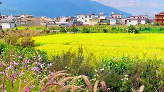 树林草原 森林公园 花草树木 田园风景