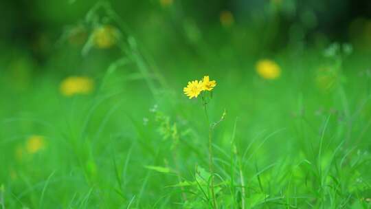 户外野花草地植物自然空镜