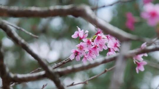 粉红色的樱花树