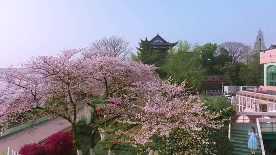 武汉汉阳江滩晴川阁公园和樱花风光