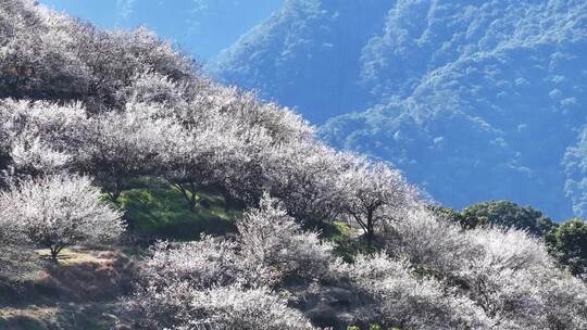 航拍福州永泰青梅花（葛岭万石村）