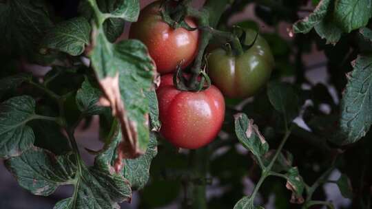 西红柿 番茄 蔬菜大棚 蔬菜 农民干活