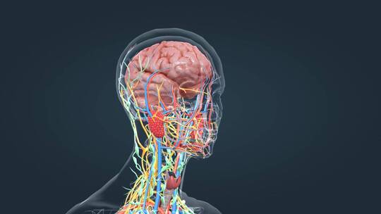 人体大脑神经血管器官唾液腺三维人体动画