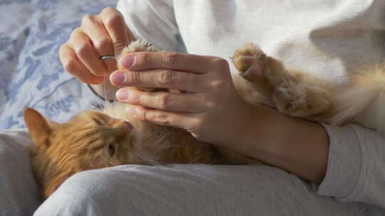 女人坐在床上，用可爱的姜黄猫剪刀剪爪子。