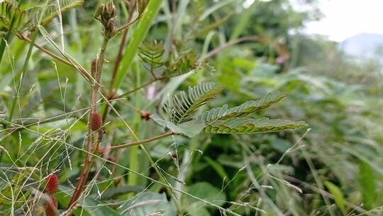 触摸花园里的含羞草植物