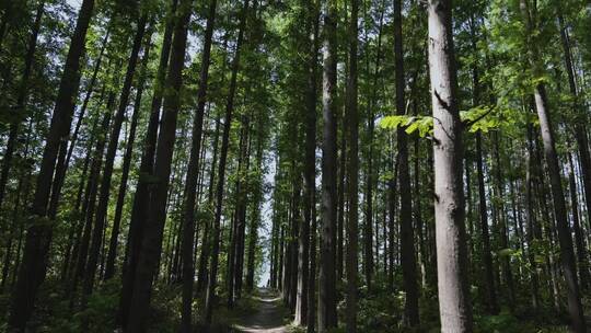 夏日里的小树林阴凉