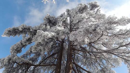 合集 冬季雪景雾凇风光