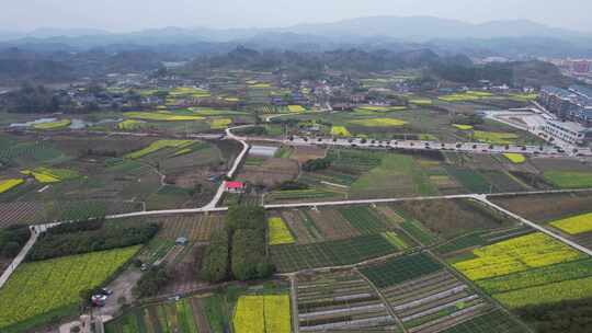 美丽乡村田园农业种植农作物油菜花航拍