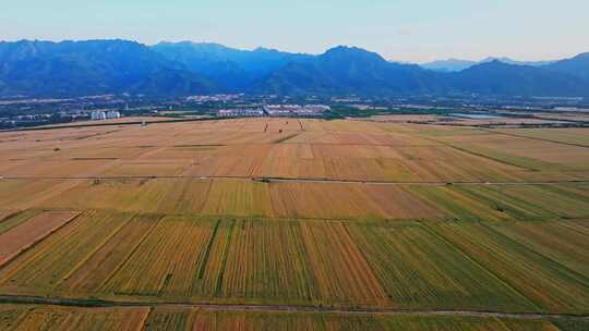 关中平原金色麦田 小麦