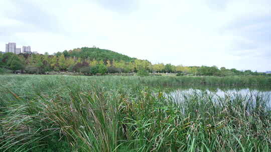 武汉江夏区藏龙岛国家湿地公园