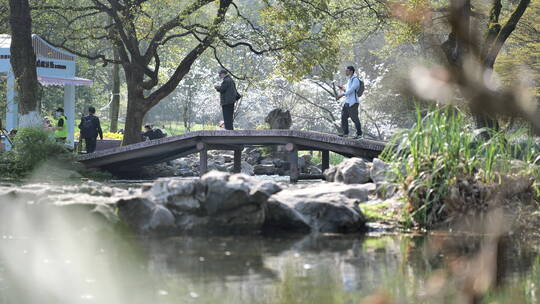 杭州西湖太子湾春天郁金香盛开