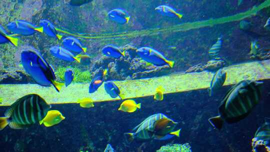 鱼群海洋馆水族馆海底世界