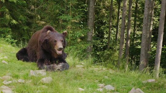 大棕熊在林间的空地上休息