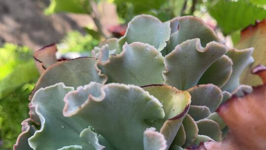 多肉植物特写镜头