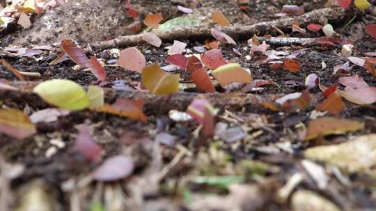 蚂蚁扛着树叶穿过森林地面视频素材模板下载