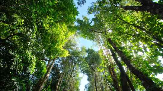 园林公园阳光树林间小路树荫林荫大道