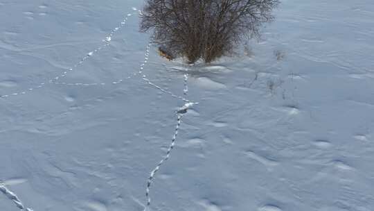 4K航拍雪地里灌木丛内躲藏的野狐狸