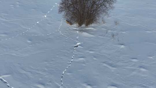 4K航拍雪地里灌木丛内躲藏的野狐狸视频素材模板下载